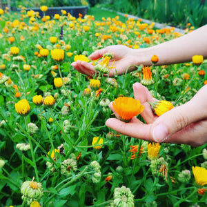 Hands holding flowers in front of the garden.