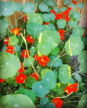 Load image into Gallery viewer, Private classes &amp; Gardening Services.
