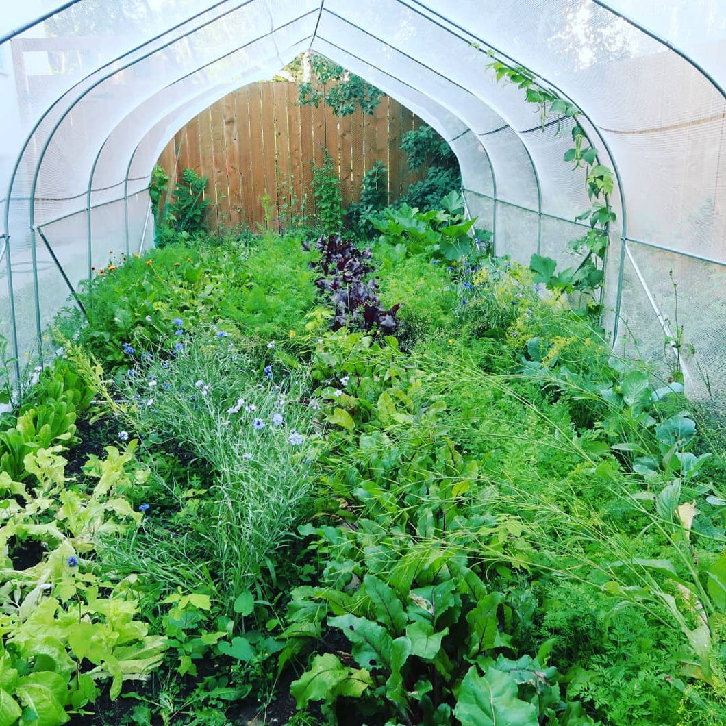 Indoor garden filled with plants.